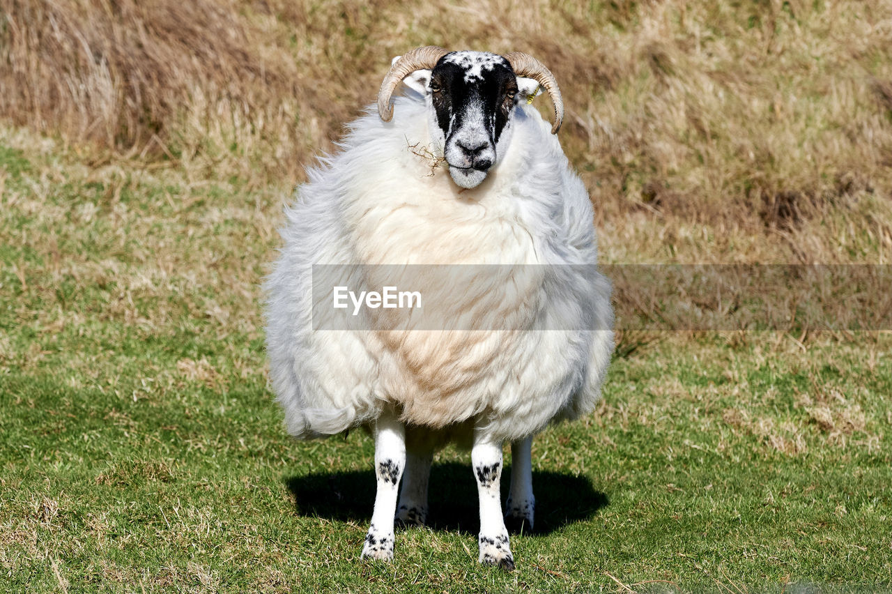 Portrait of sheep in field
