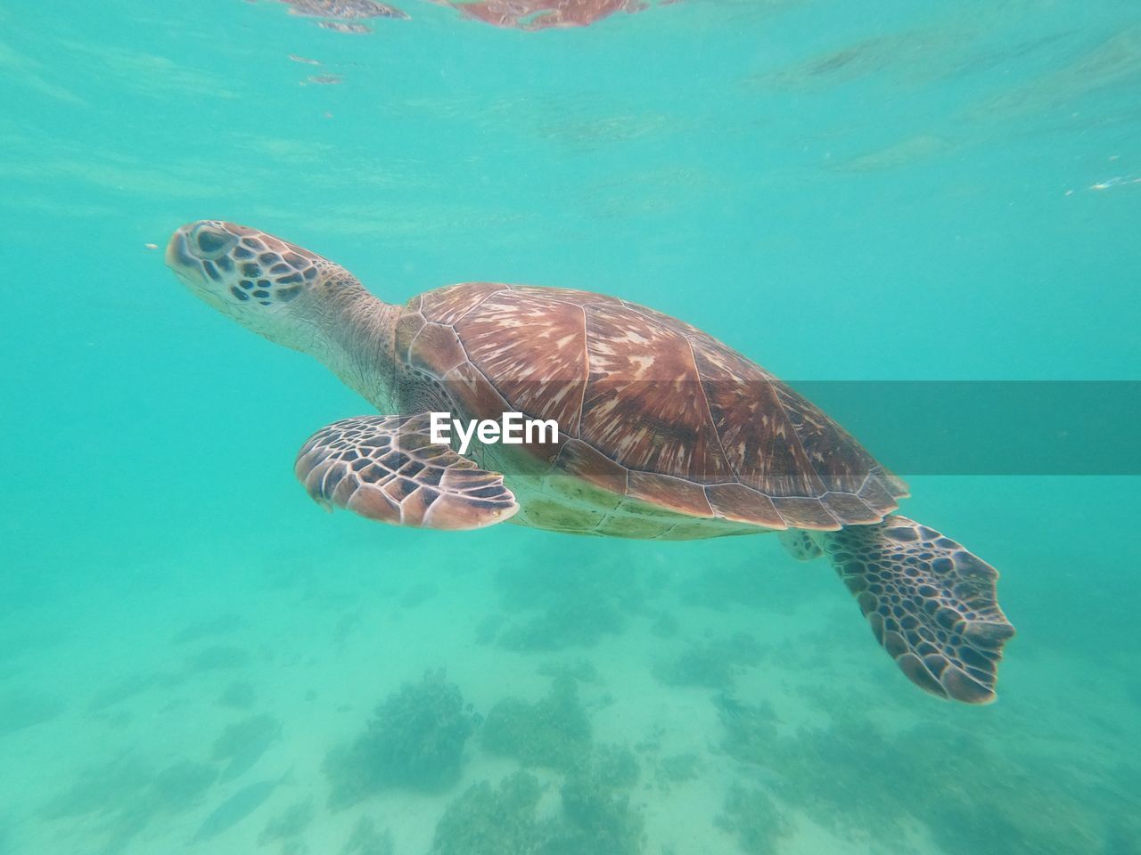 Turtle swimming in sea