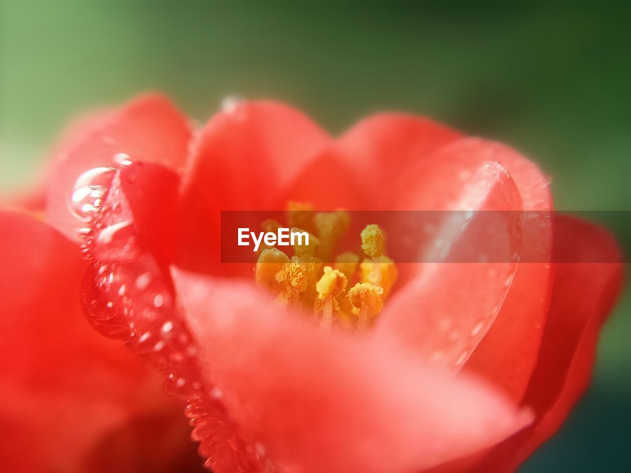 Macro shot of flower