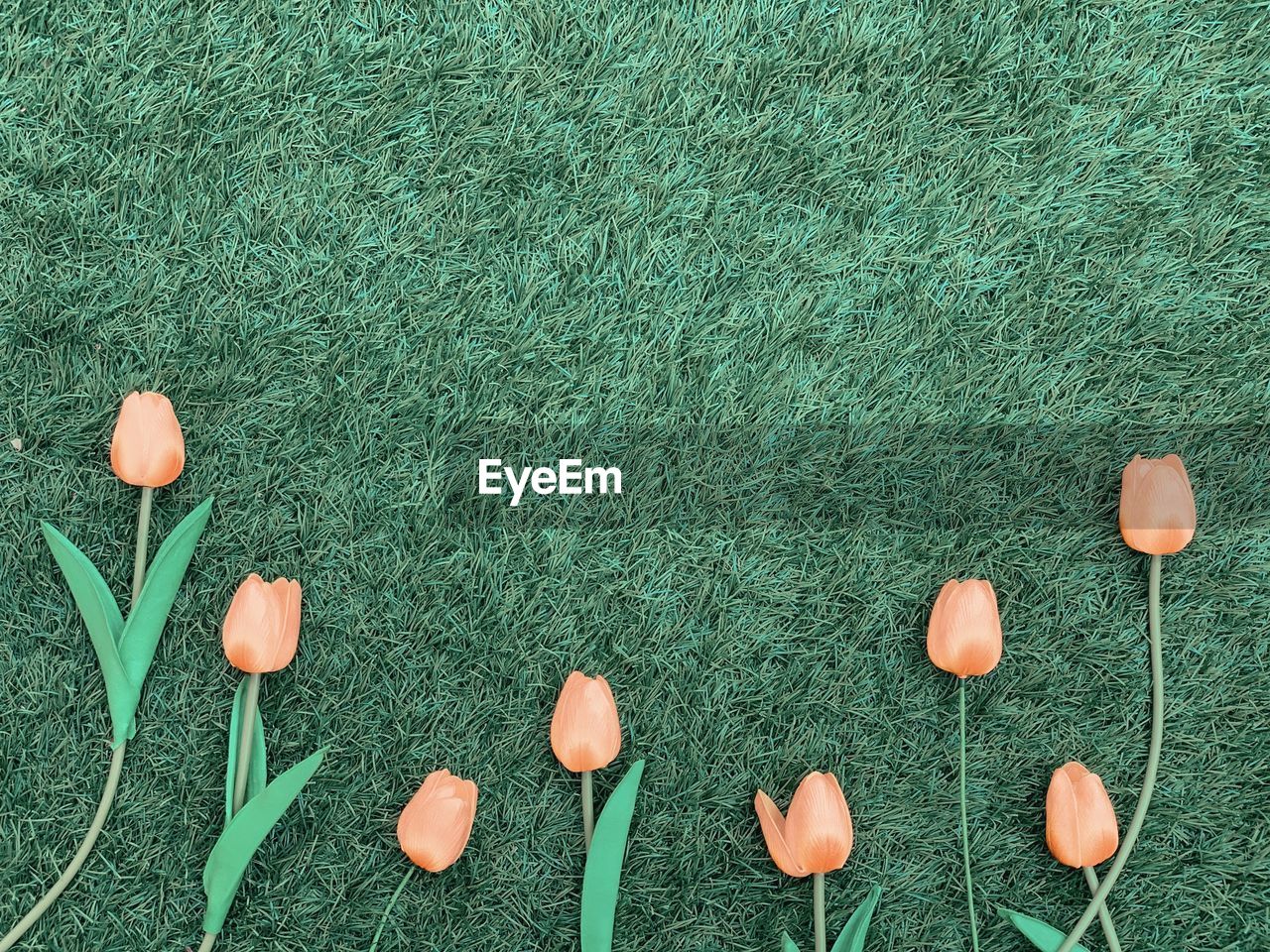 HIGH ANGLE VIEW OF ORANGE FLOWERING PLANTS