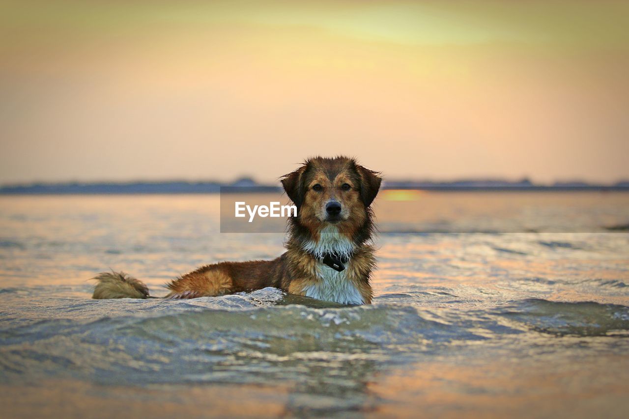 Portrait of dog in sea against sky during sunset