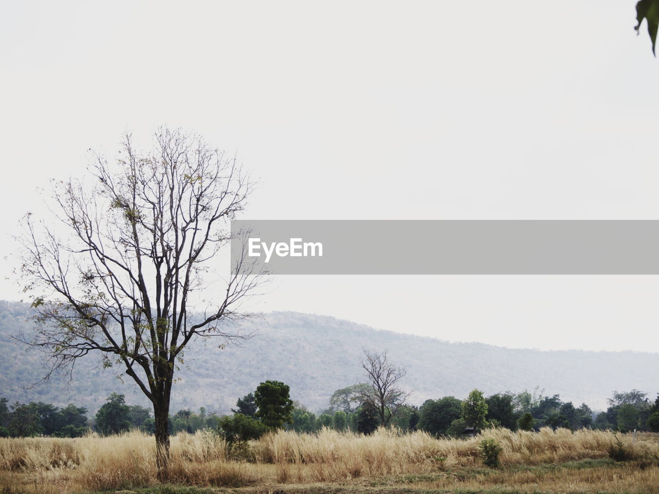 BARE TREE ON FIELD AGAINST SKY