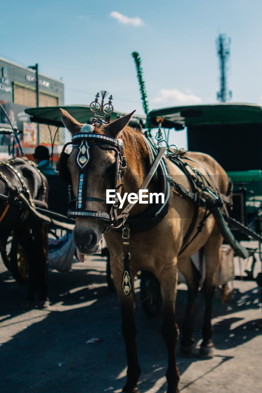 Horse cart on street in city