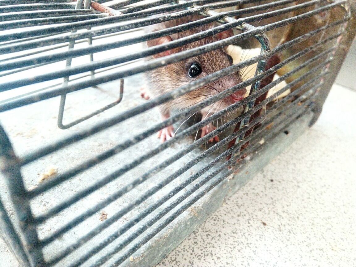 one animal, animal themes, animal, animal wildlife, cage, mammal, rodent, pets, no people, close-up, domestic, animals in captivity, animal body part, day, rat, nature, animals in the wild, vertebrate, indoors, metal, animal head, whisker, animal eye