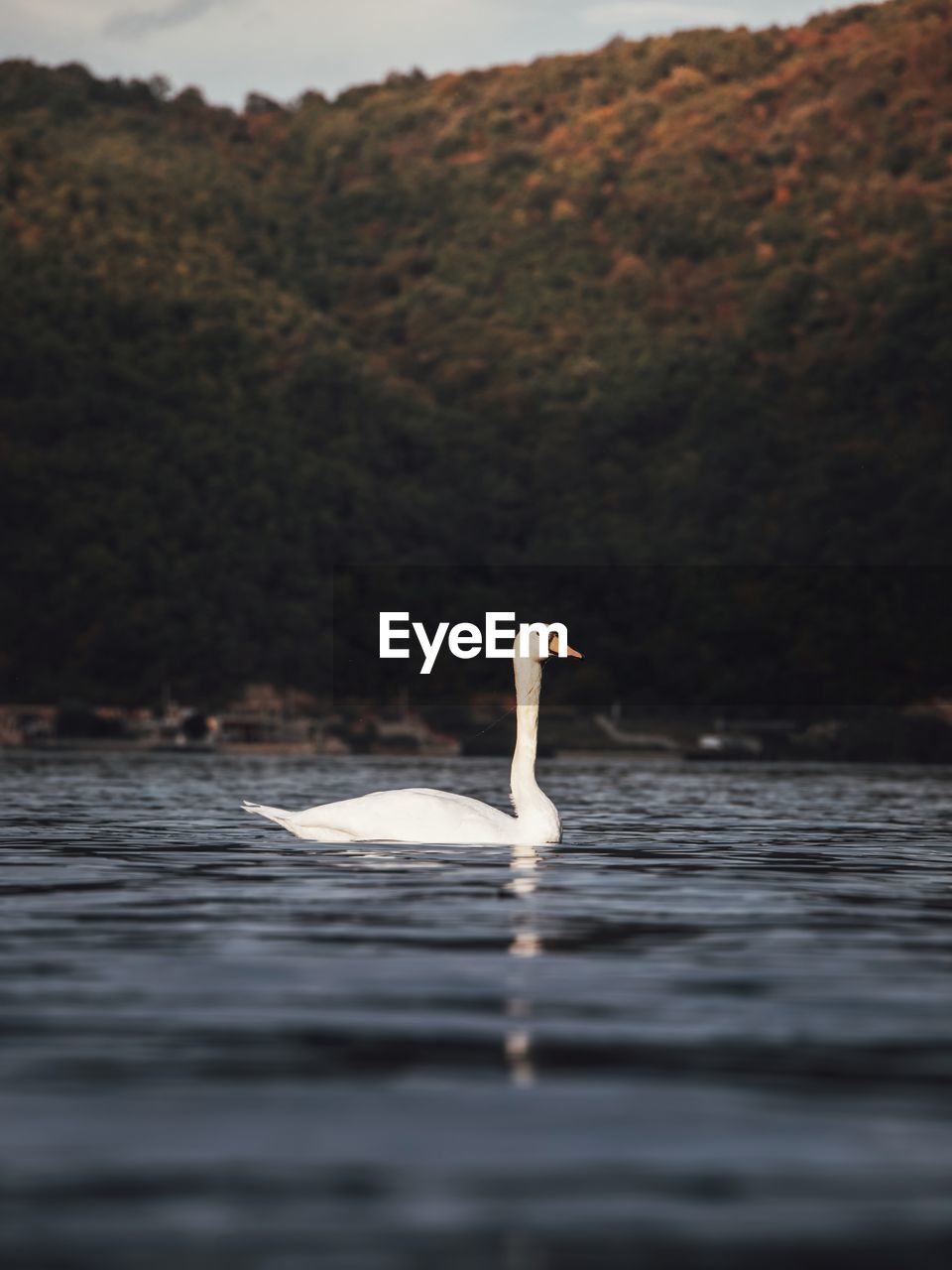 Close up of swan swimming in danube river. dubova,romania