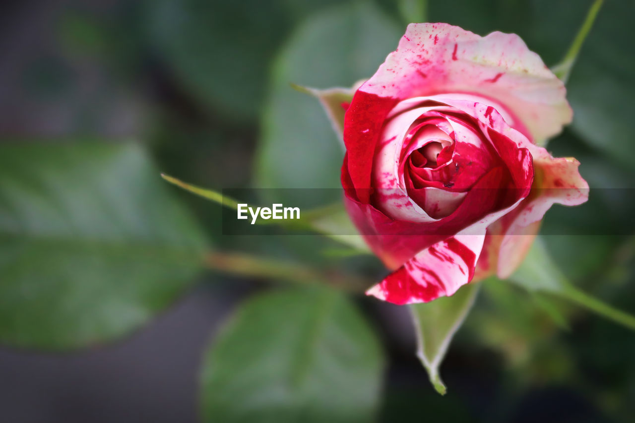 Background of speckled pink and white roses on a bush