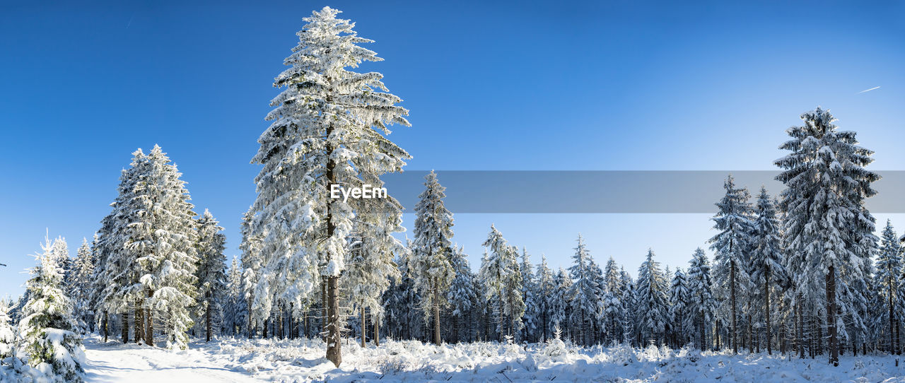 PINE TREES ON SNOW COVERED LAND AGAINST CLEAR SKY