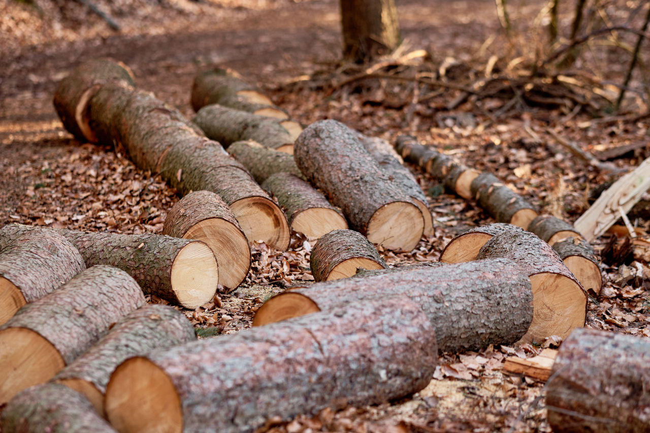 CLOSE-UP OF LOGS ON WOOD