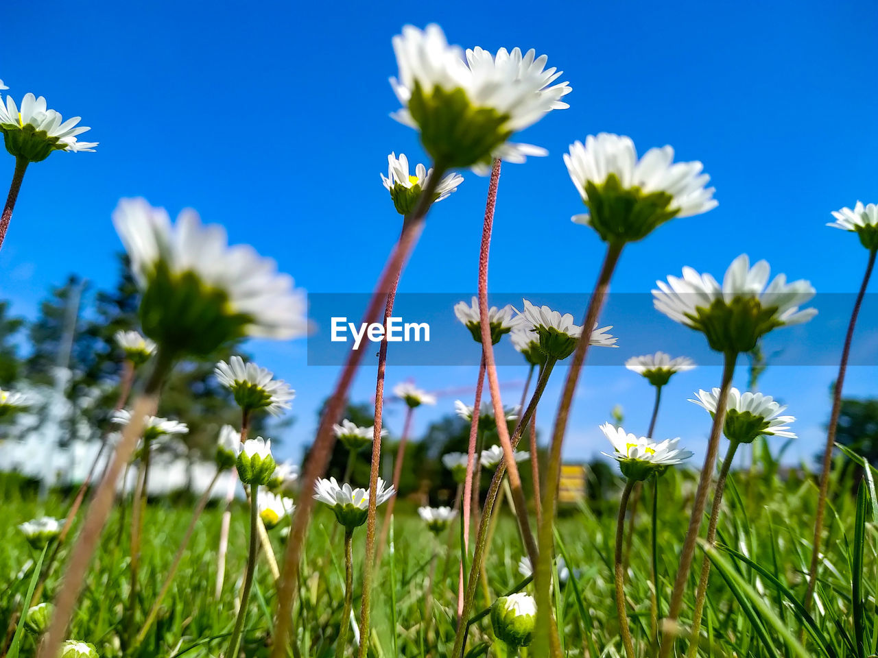 CLOSE-UP OF FLOWERING PLANT ON FIELD