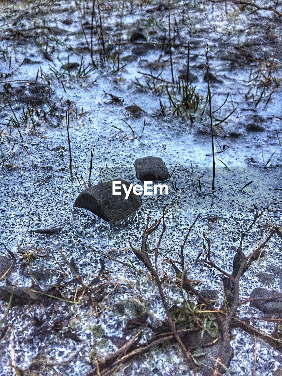 CLOSE-UP OF SNOW ON TREE