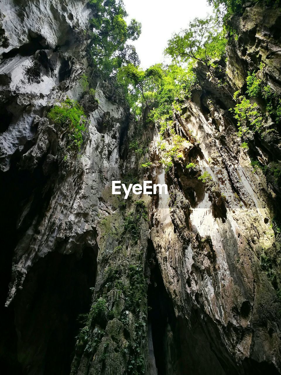 LOW ANGLE VIEW OF TREES