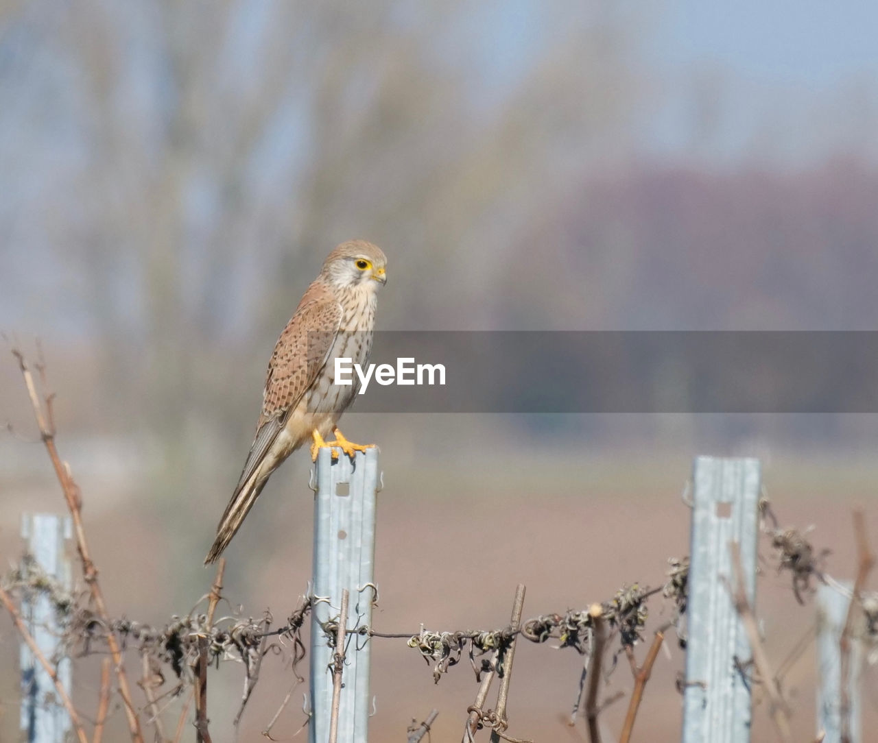 Close-up of bird perching on metal post