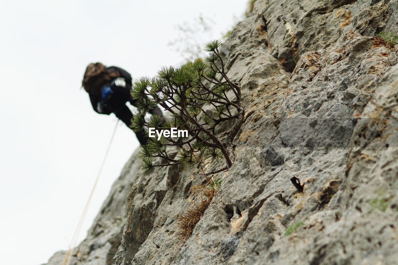 LOW ANGLE VIEW OF ANIMAL ON ROCK