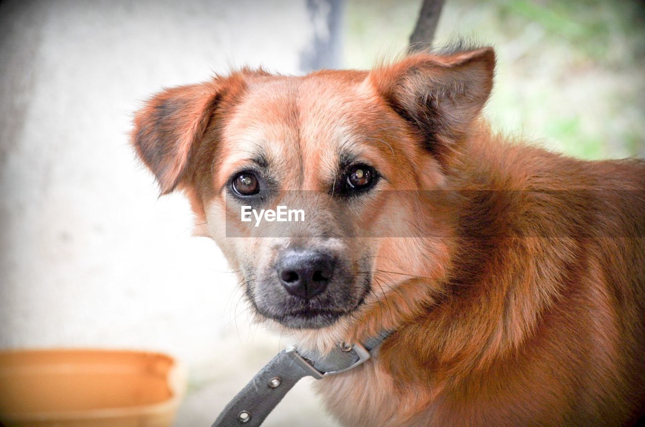 Close-up portrait of dog 