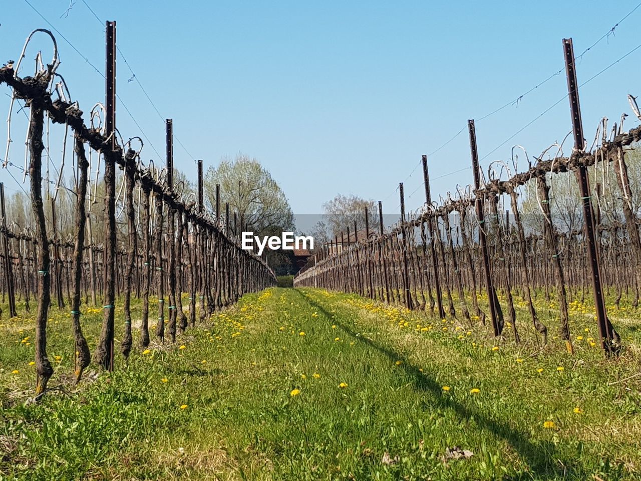 Scenic view of field against clear sky