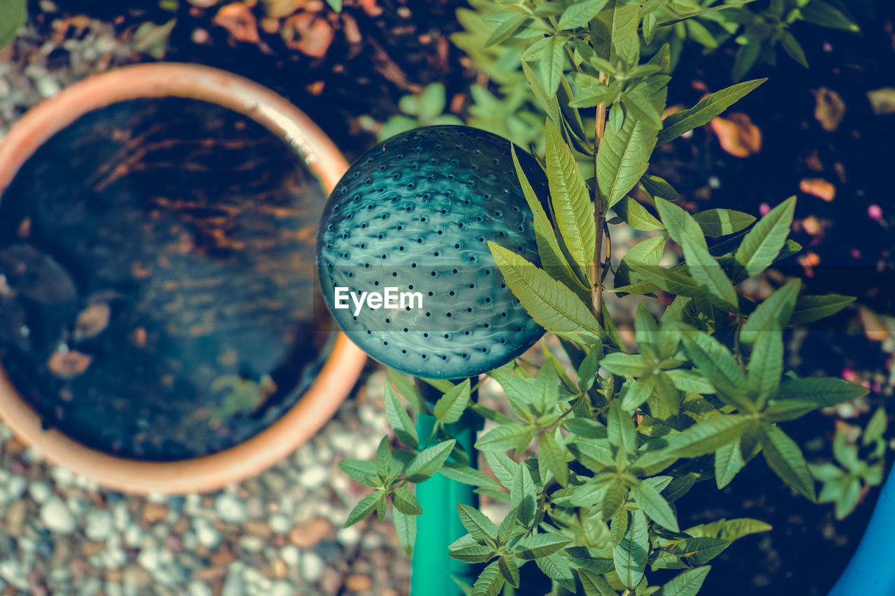 High angle view of watering can by plant in yard