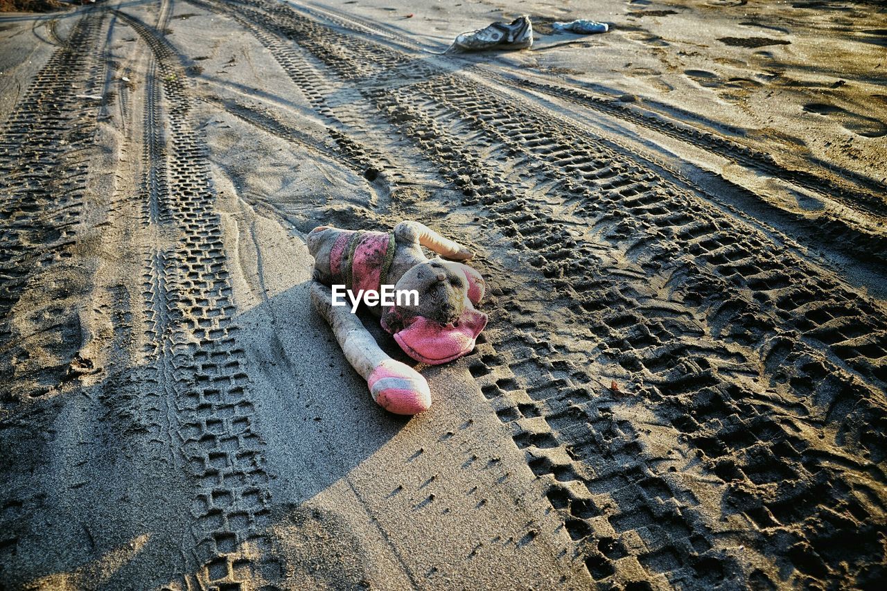 DOG RELAXING ON SAND