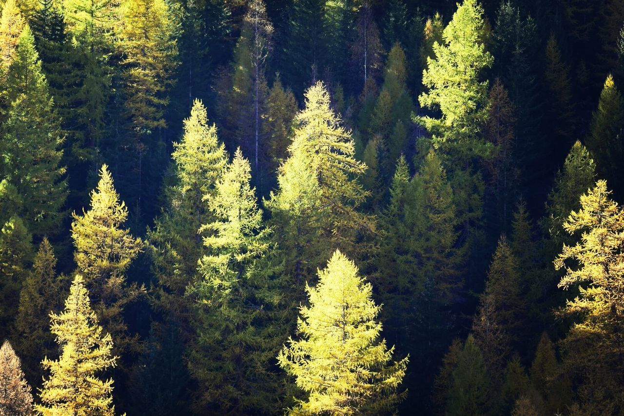 Elevated view of evergreen trees