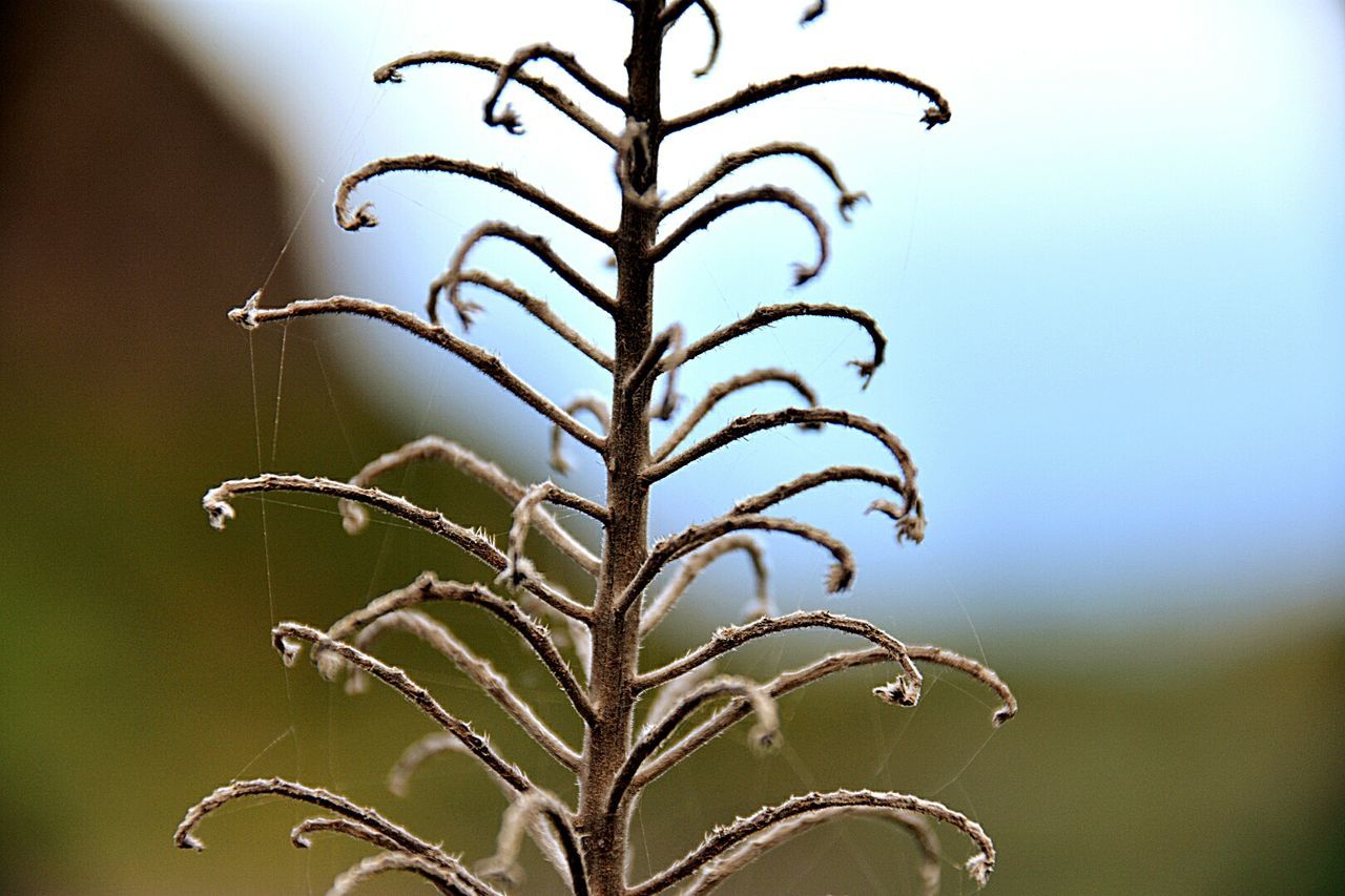 Close-up of plant