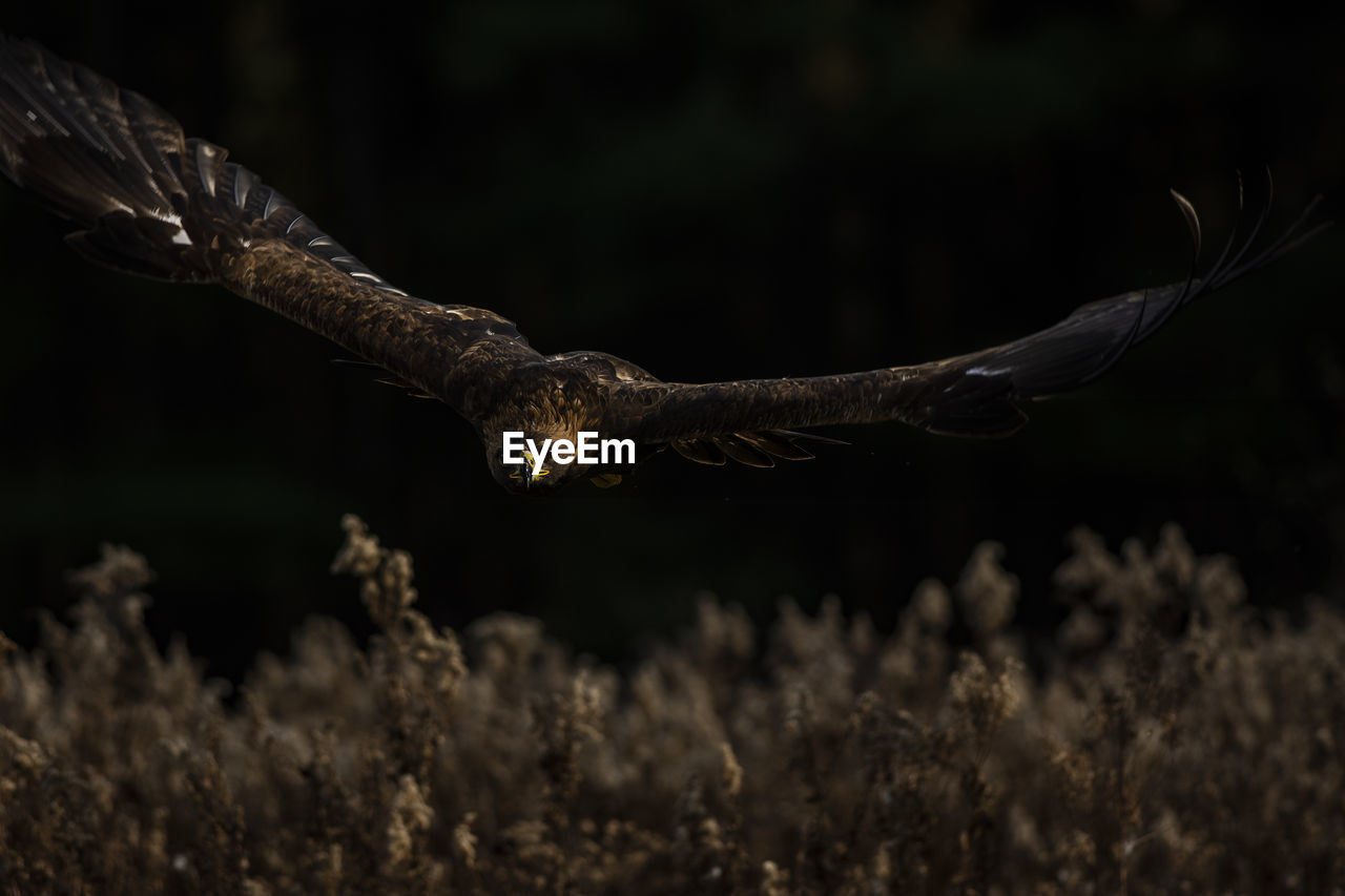 Photo of a trained european golden eagle in flight. aquila chrysaetos chrysaetos,