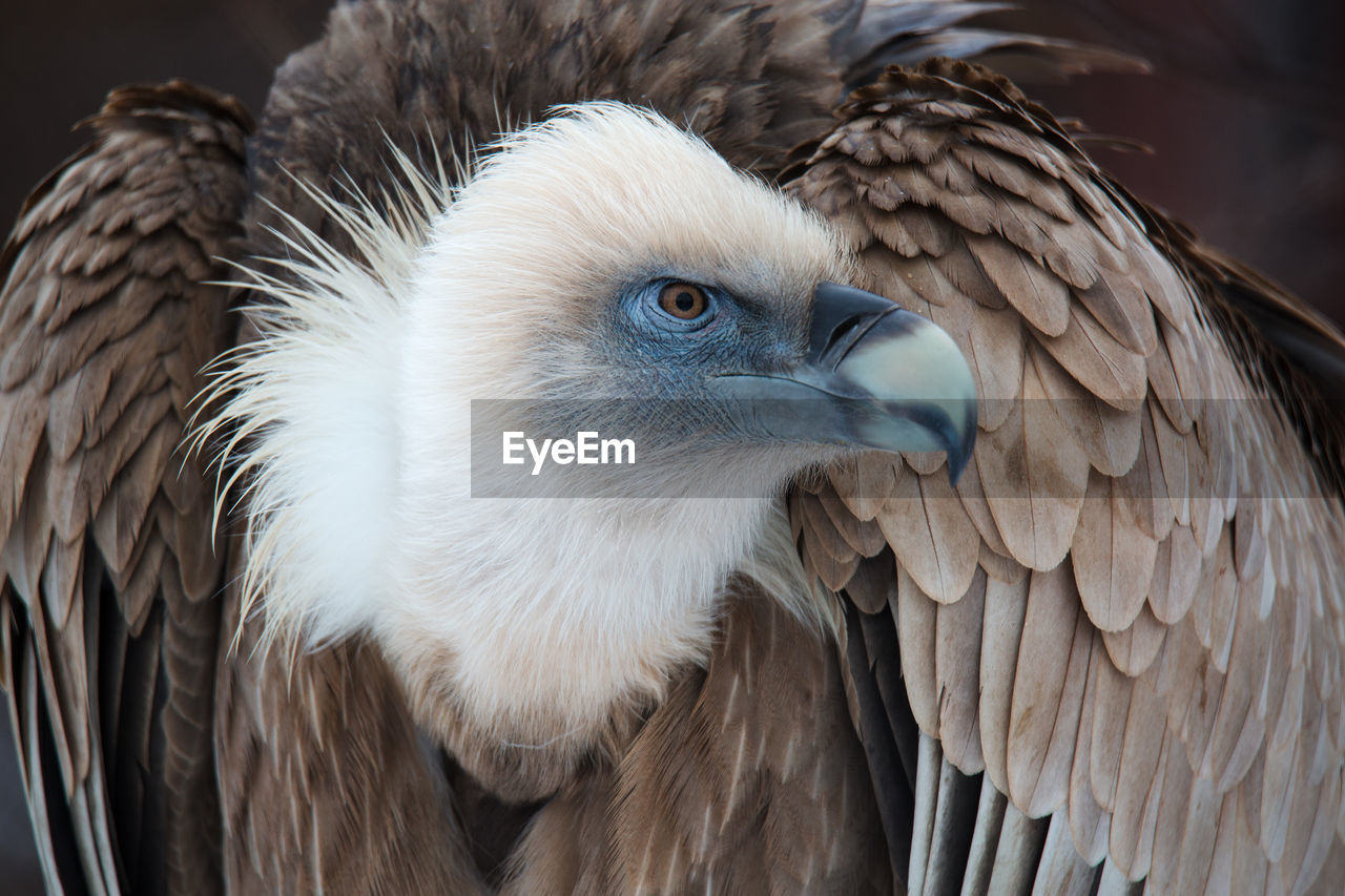 CLOSE-UP OF AN EAGLE