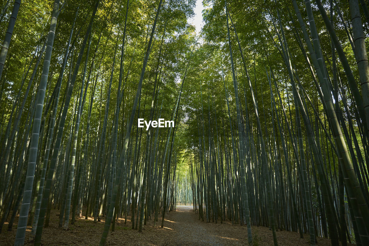 View of bamboo trees in forest