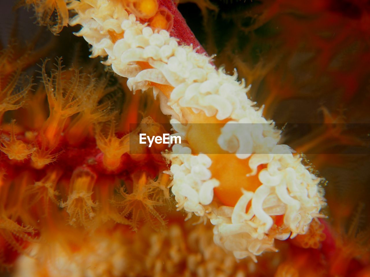 CLOSE-UP OF CORAL IN PARK