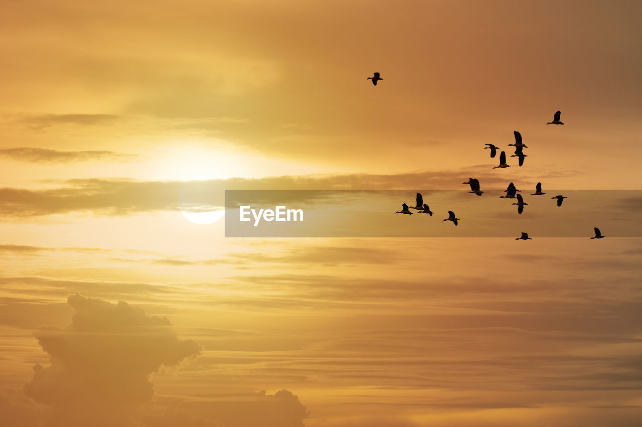 Flying birds with beautiful sunset sky background