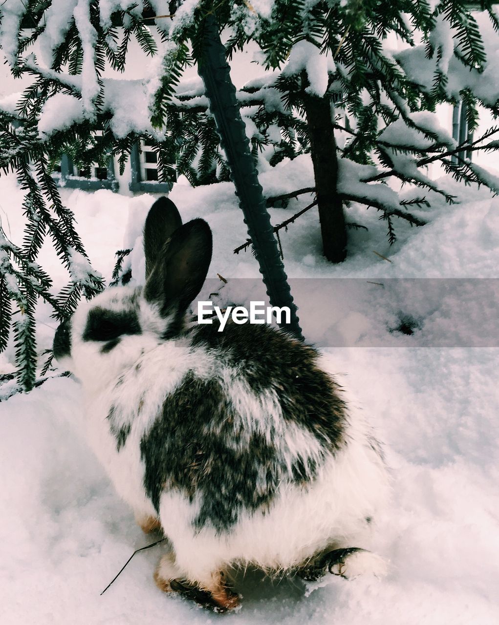 Rabbit on snow covered field