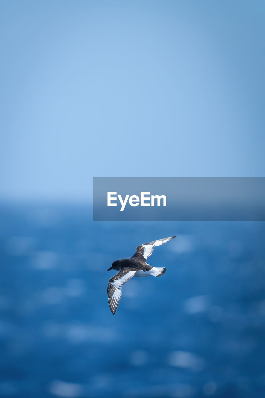 animal themes, animal, animal wildlife, wildlife, bird, one animal, flying, sea, blue, water, ocean, gull, seabird, sky, nature, copy space, no people, mid-air, spread wings, motion, beauty in nature, wing, day, animal body part, outdoors, seagull, wave, horizon, horizon over water