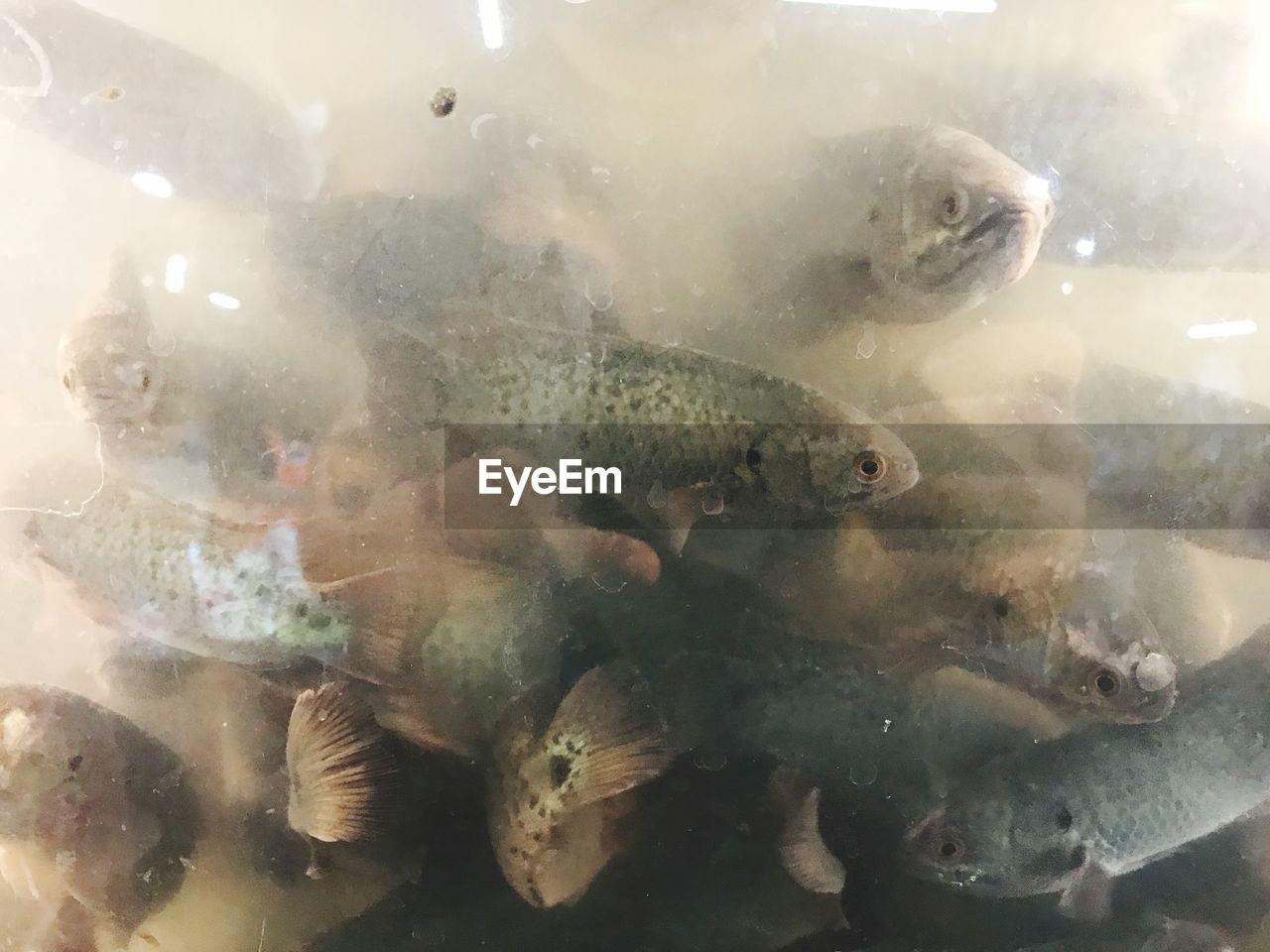 CLOSE-UP OF FISHES SWIMMING IN WATER