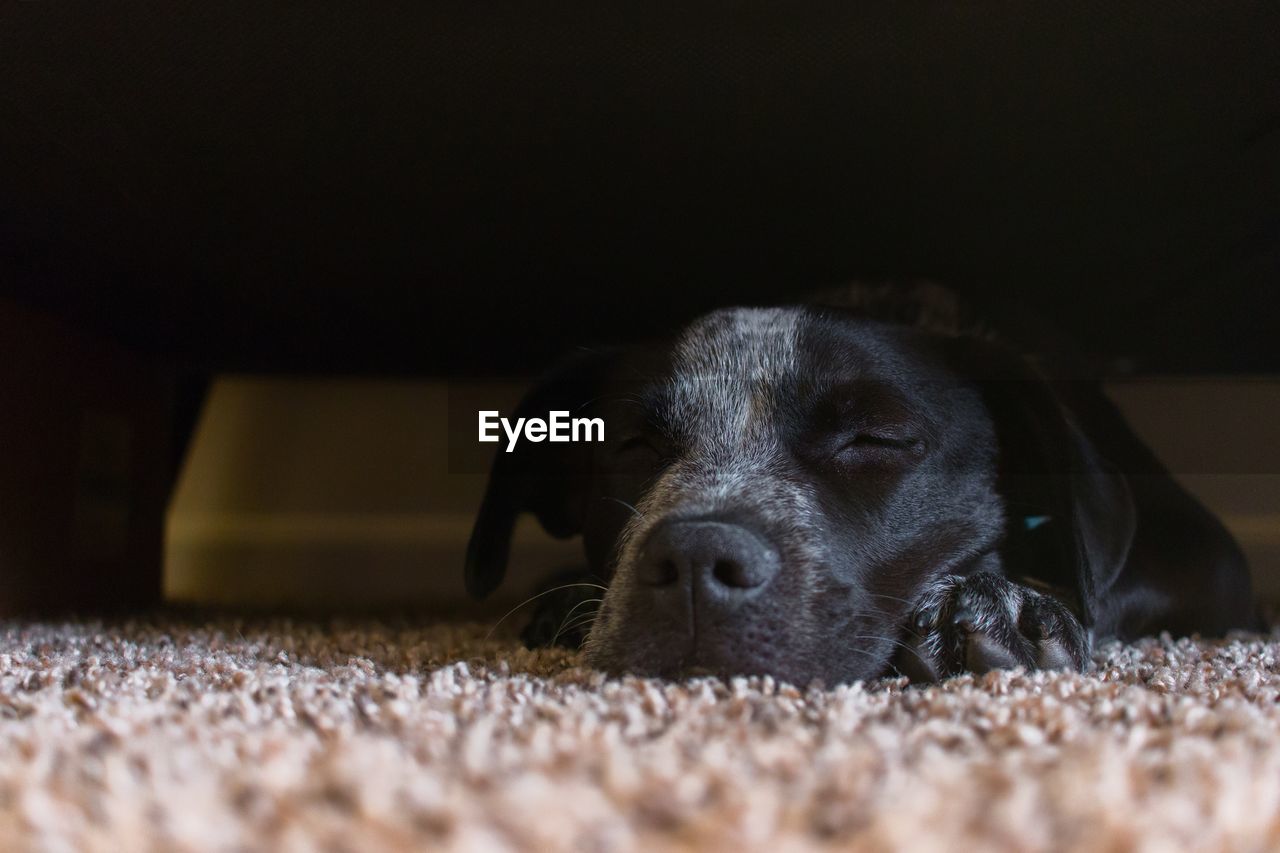 Dog sleeping on rug at home