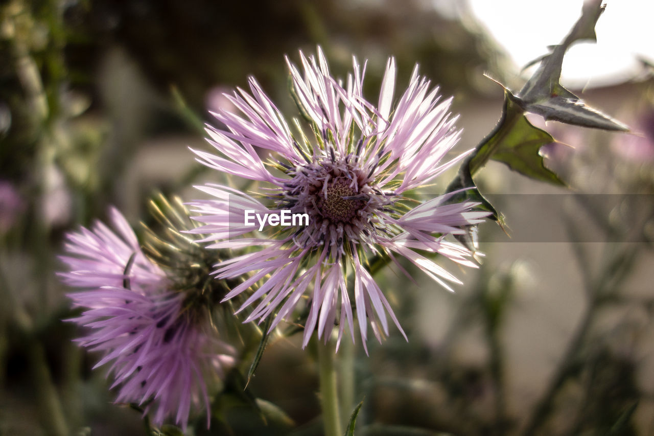 CLOSE-UP OF PURPLE FLOWERING PLANTS