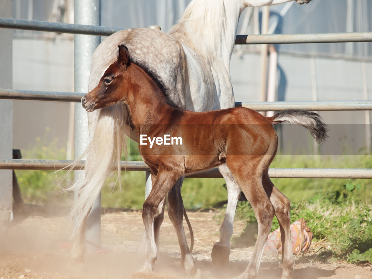 Horses standing in animal pen