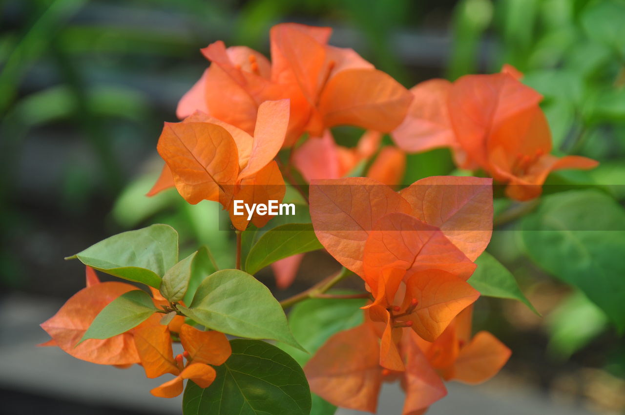 CLOSE-UP OF ORANGE ROSE FLOWER