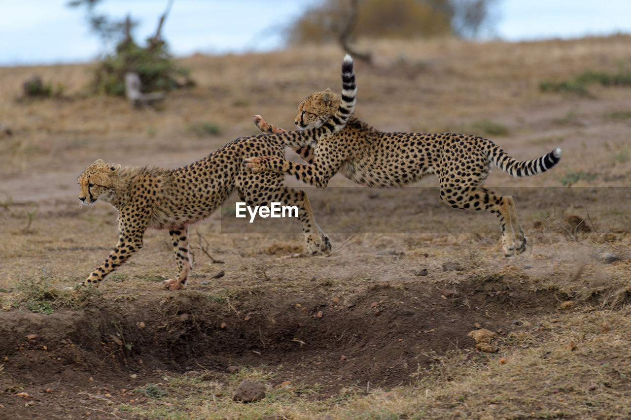 cheetah on field
