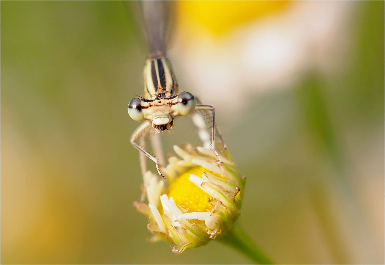 CLOSE-UP OF INSECT ON FLOWERS