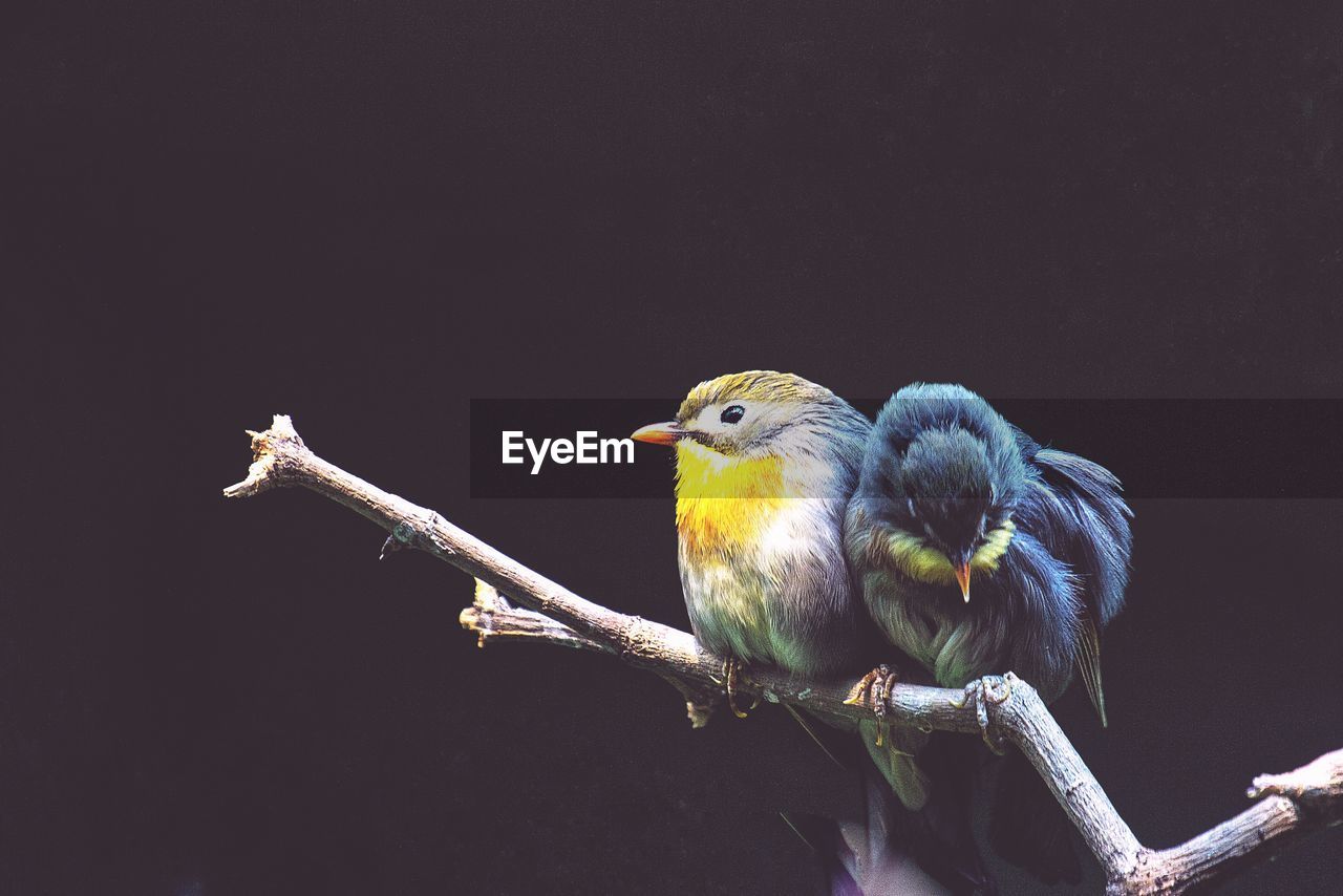 CLOSE-UP OF BIRD PERCHING ON BRANCH