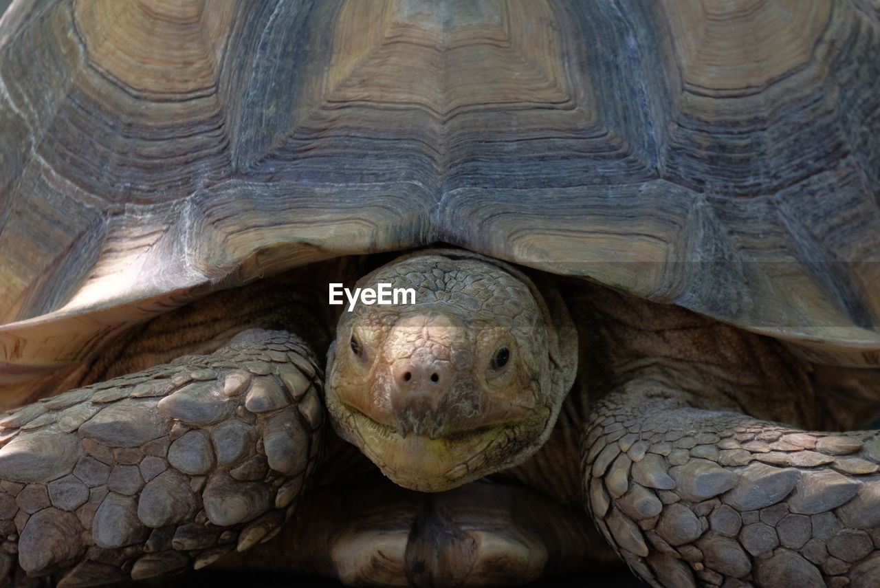 CLOSE-UP PORTRAIT OF A TURTLE IN THE ANIMAL