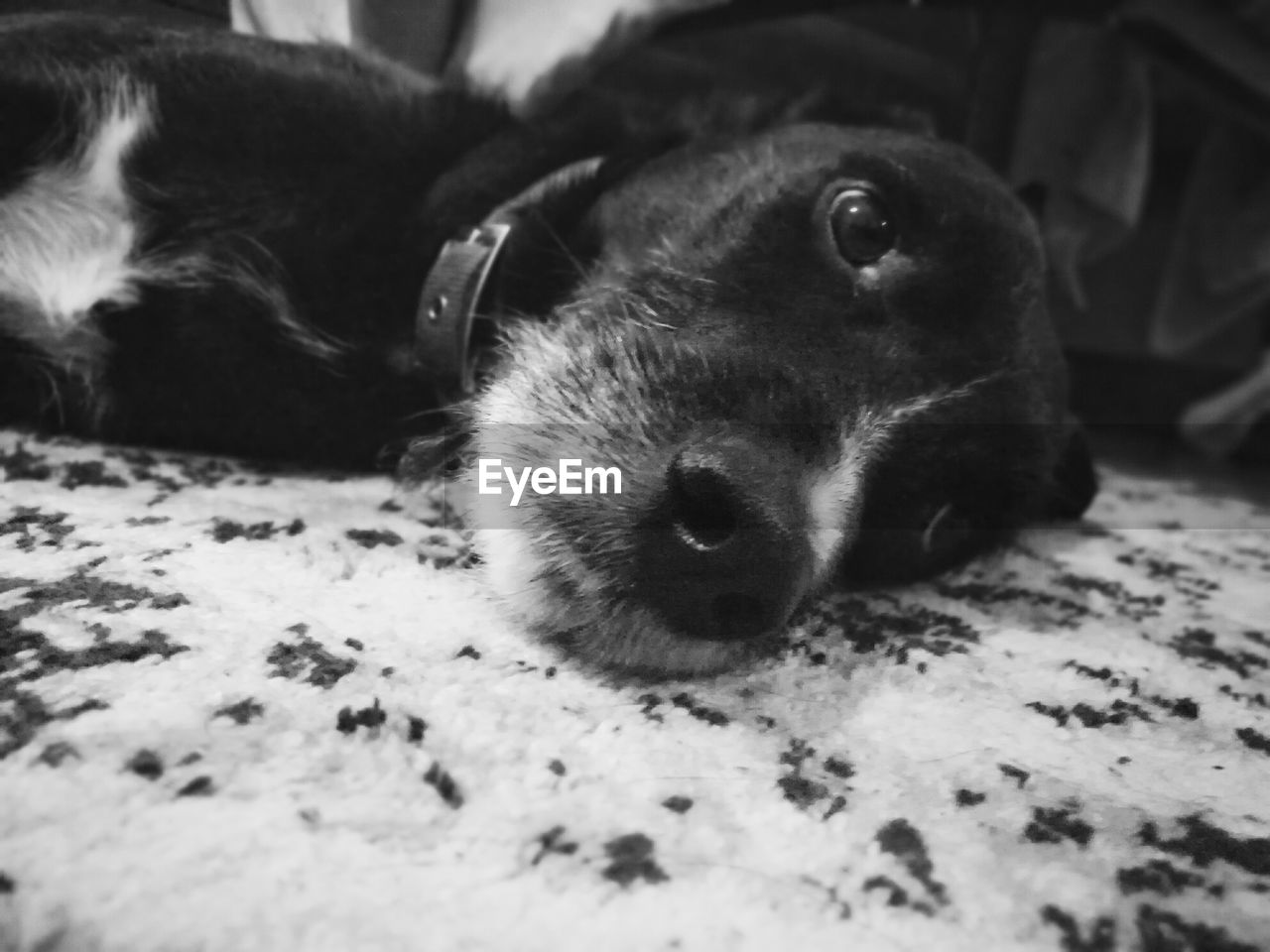 Close-up portrait of dog relaxing on bed at home