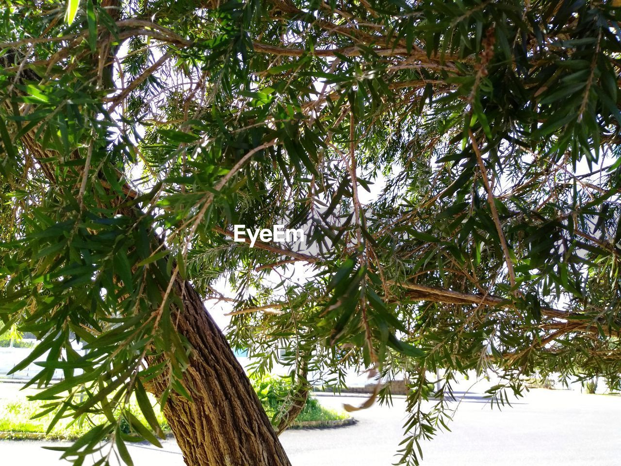 LOW ANGLE VIEW OF TREES AGAINST SKY