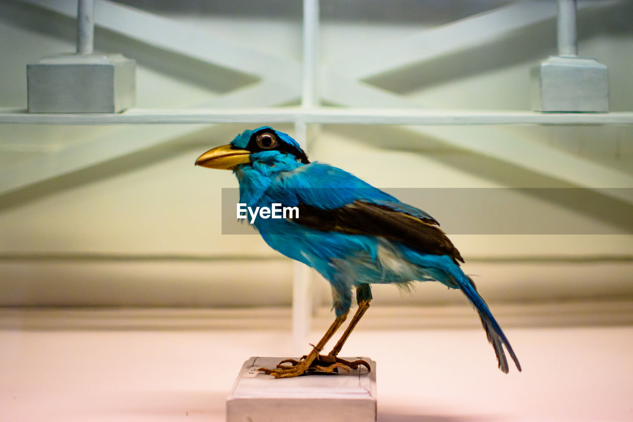 Stuffed blue bird in natural histoy museum