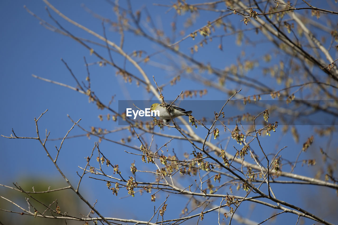 tree, plant, branch, nature, twig, animal wildlife, no people, bird, sky, animal, animal themes, low angle view, wildlife, flower, winter, day, outdoors, beauty in nature, perching, blue, focus on foreground, clear sky, one animal, bare tree, blossom, leaf, growth