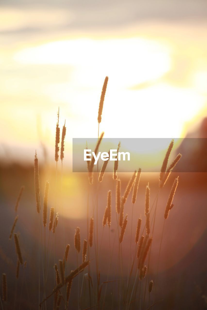 CLOSE-UP OF STALKS AGAINST SUNSET SKY