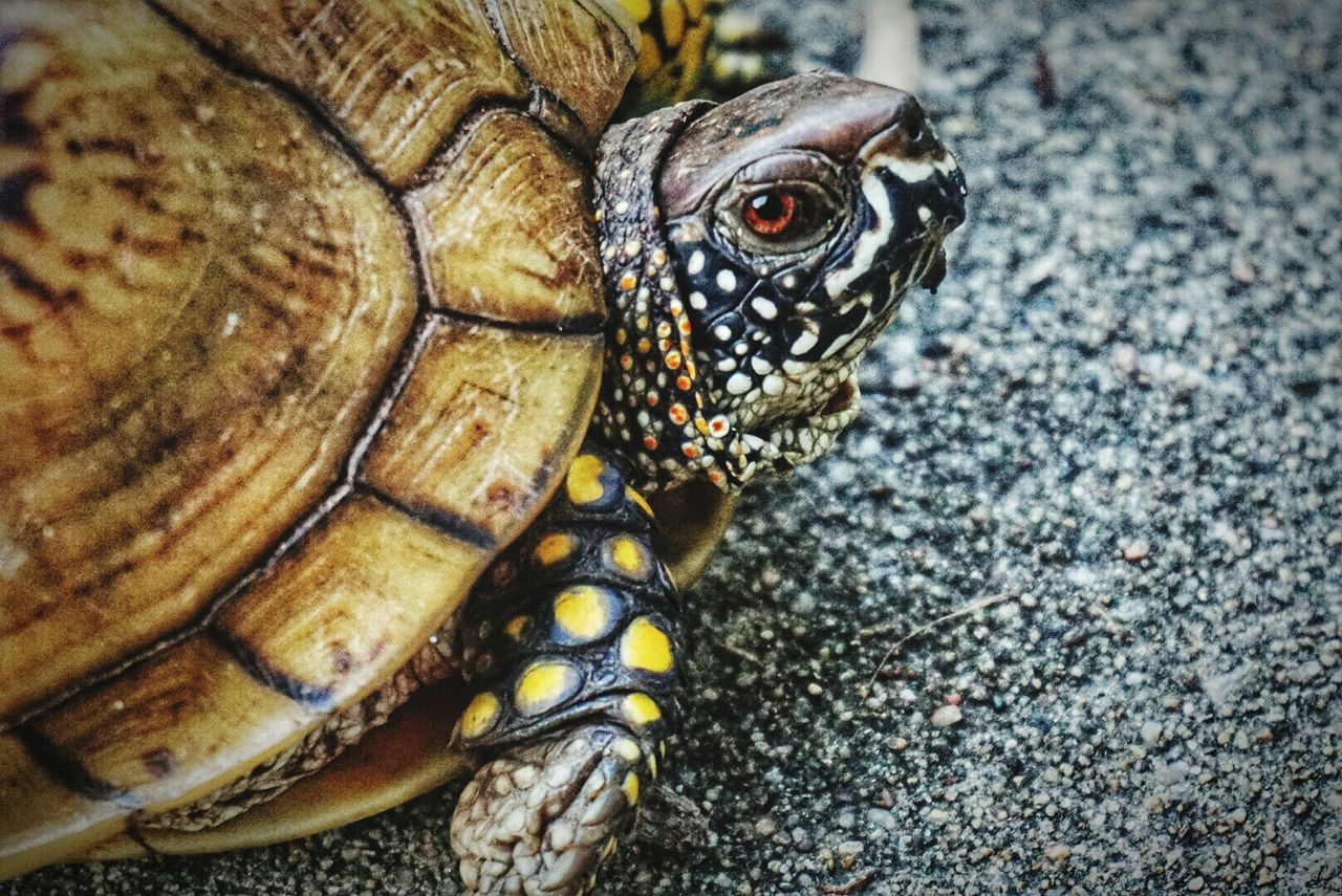 Close-up of tortoise on road