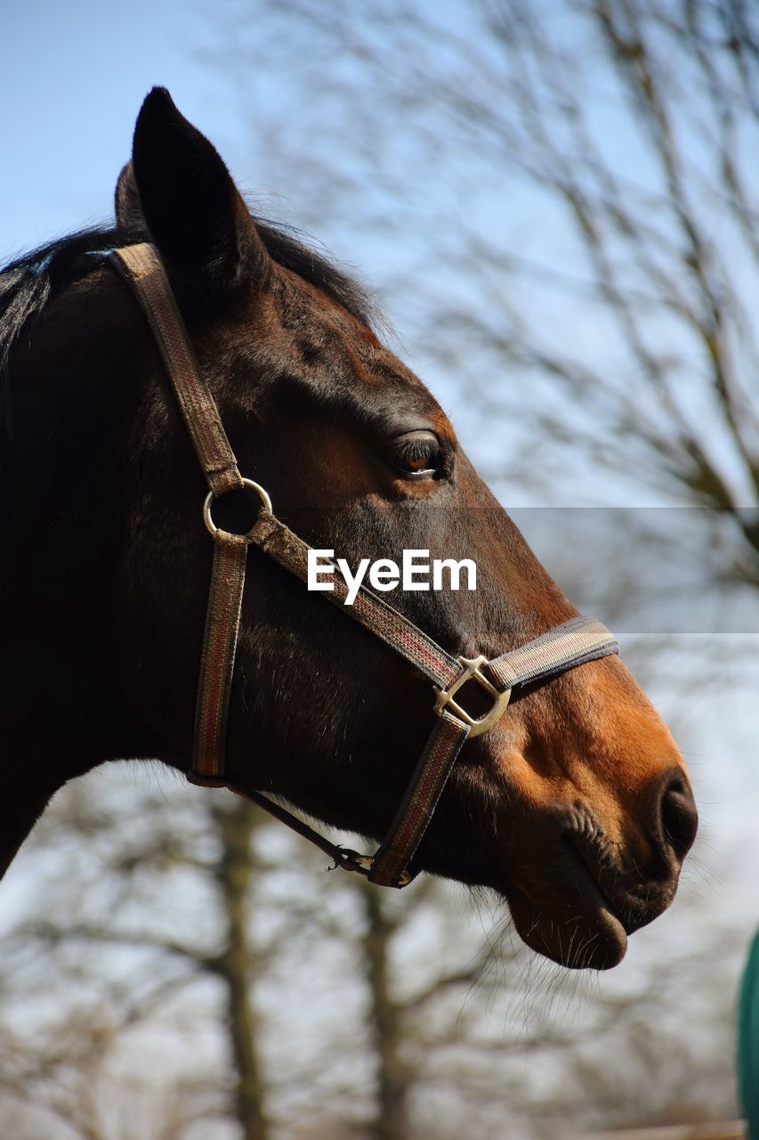 Close-up of a horse