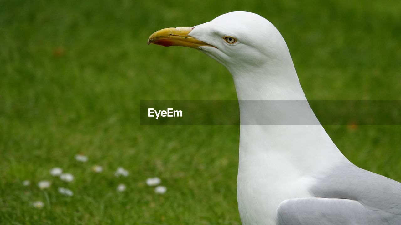 Close-up of a seagull 