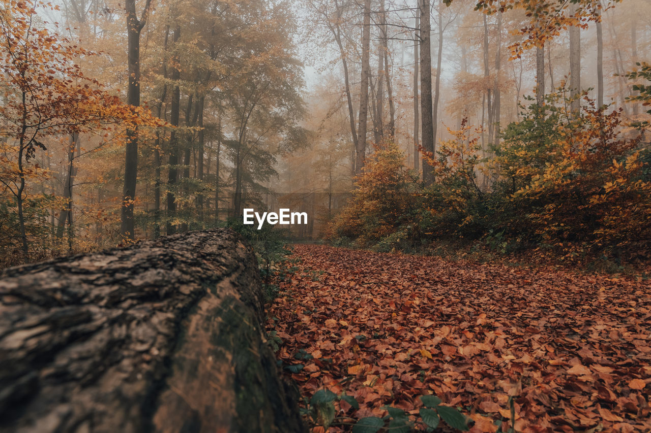 Trees growing in forest during autumn