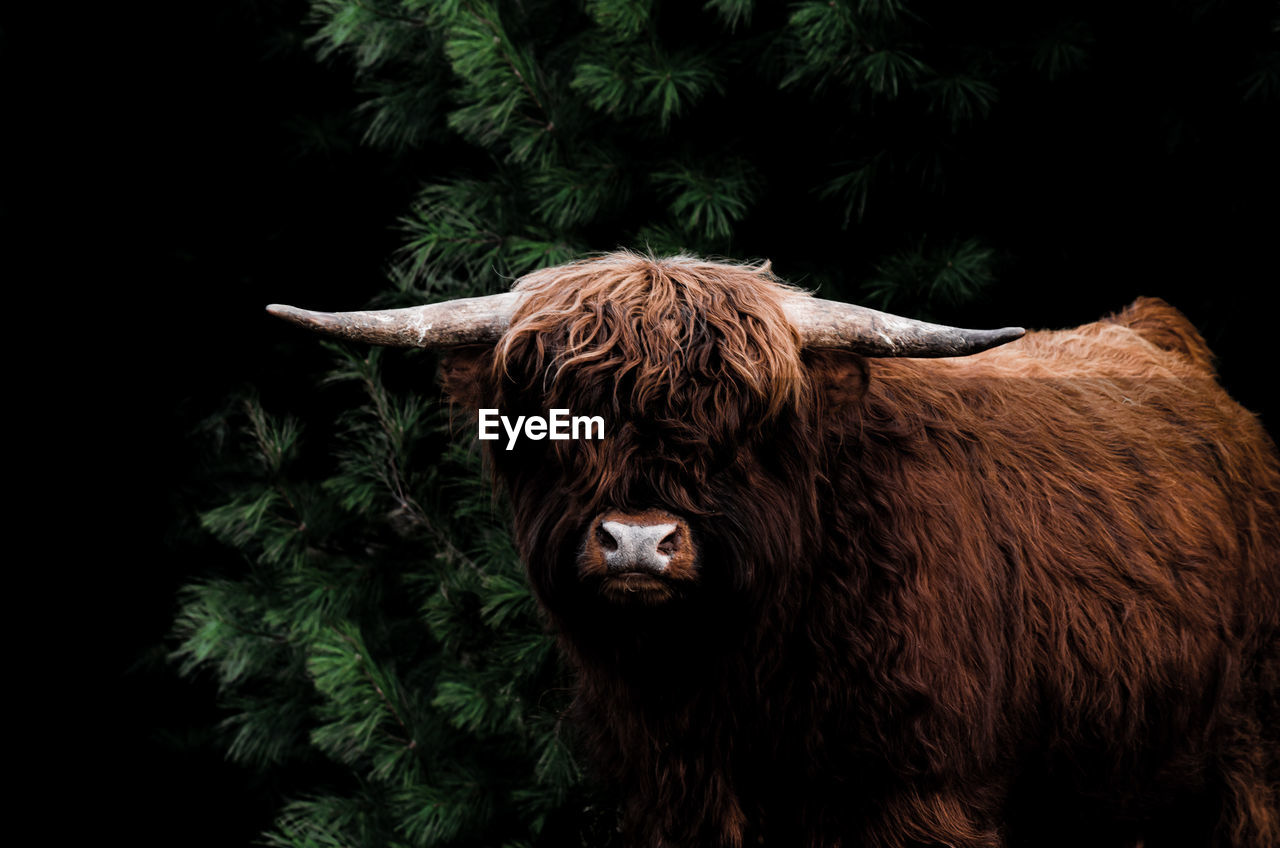 highland cattle standing on field