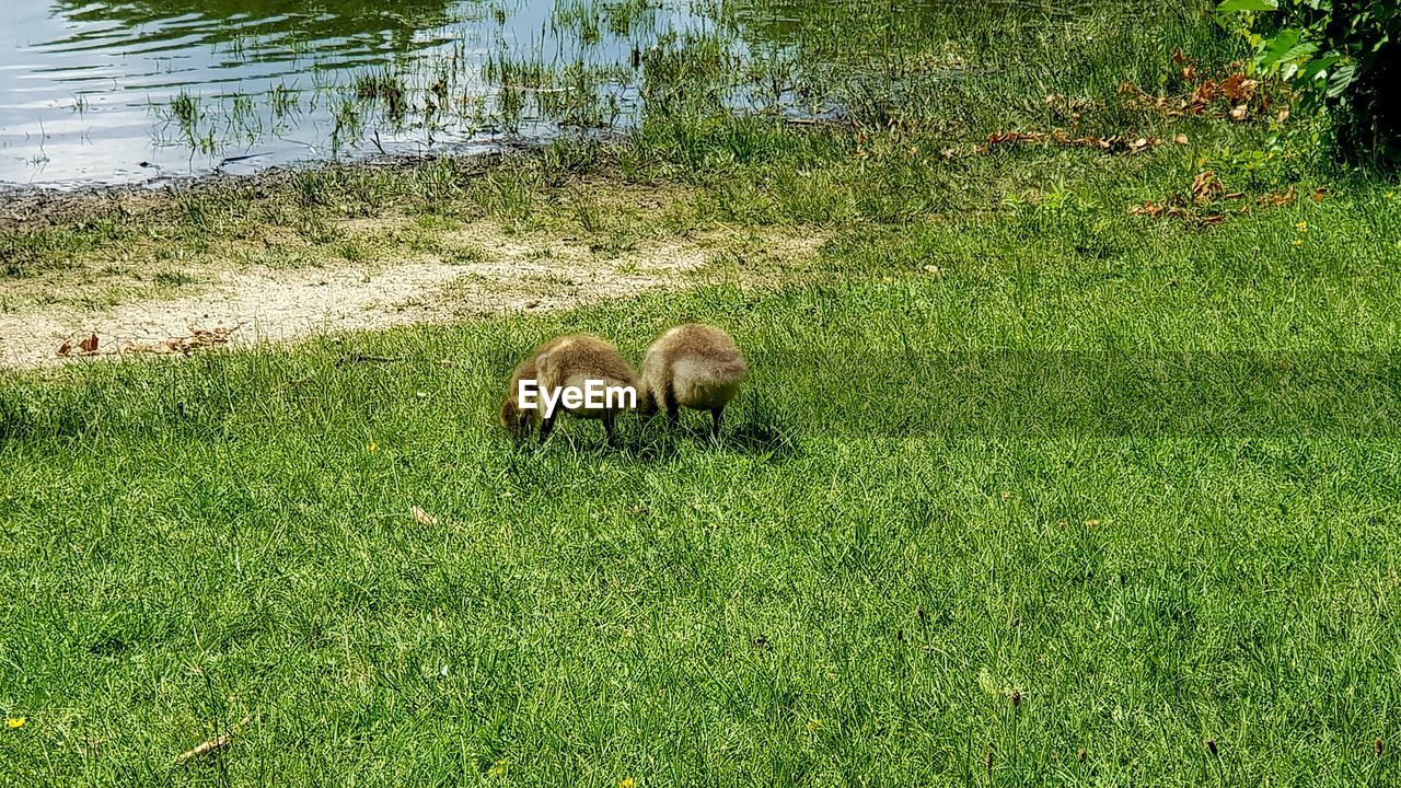 HIGH ANGLE VIEW OF RABBIT IN FIELD